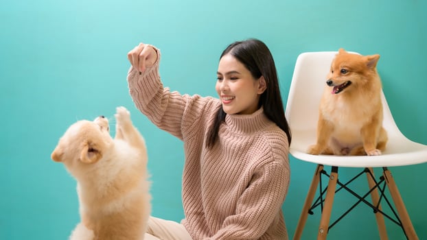 Portrait of Young beautiful woman kisses and hugs her dog over green background. photo