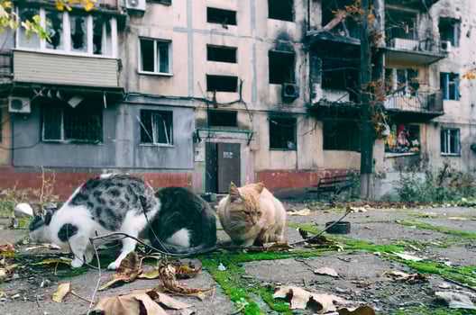 three hungry homeless cats in the yard of a burned-down building in Mariupol photo