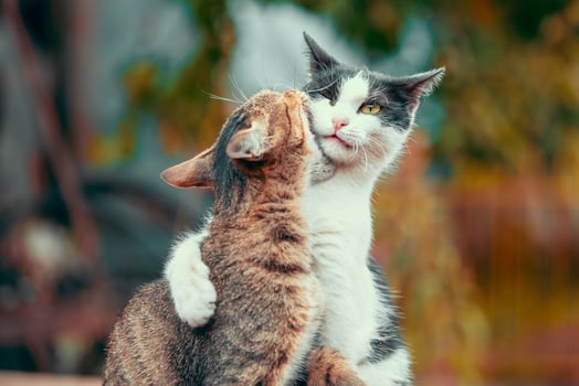 tabby cat bite gray and white cat in fall colors photo