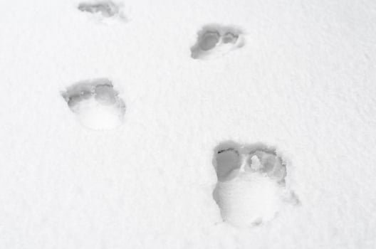 footprints of bare human feet on white snow close up photo