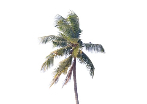 coconut tree on white background photo