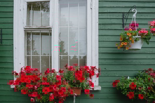 the window is decorated with flowers in a pot photo