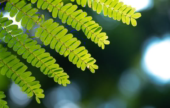 abstract stunning green leaf texture, tropical leaf foliage nature green background photo