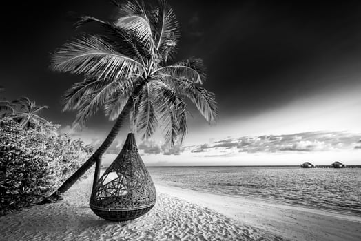 Tranquil minimalist nature process in black and white. Artistic beach palm trees dark sky, sunlight. Abstract monochrome travel background pattern. Coconut trees summer dark dramatic meditation energy photo