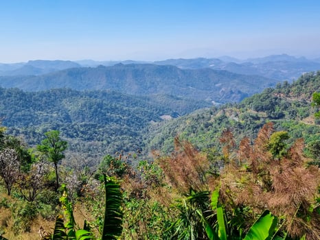 Beauty nature high mountain multi layer hills with green tree. high forest fresh air and fog in morning sunrise. Thailand tropical view in natural park. photo