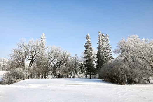 frost covered trees in a park photo