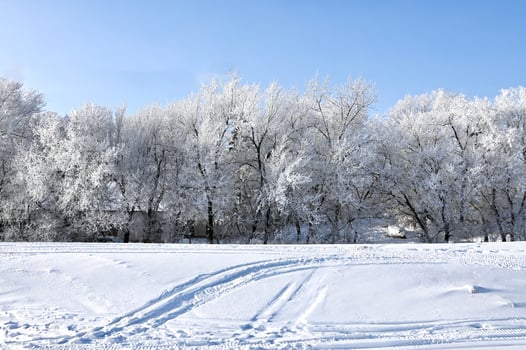 a path through the snow leads to frost covered trees photo