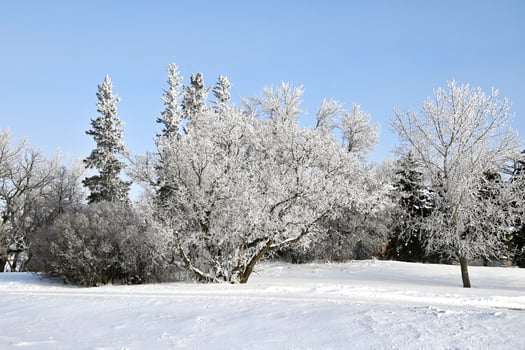 frost covered trees in a park photo