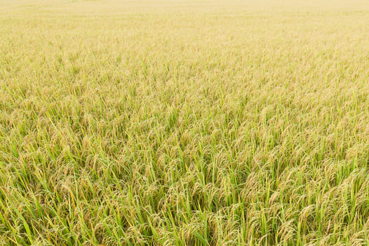 Rice fields in the tropics photo
