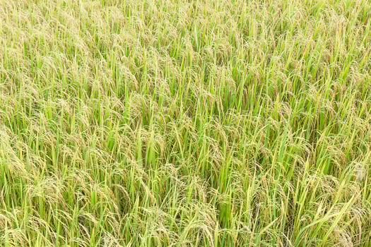 Close up top view rice fields photo