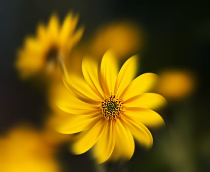 Blurred Jerusalem artichoke photo