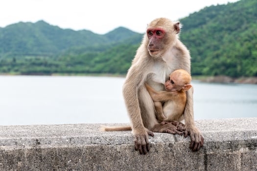 Baby monkey eating mother's milk. photo