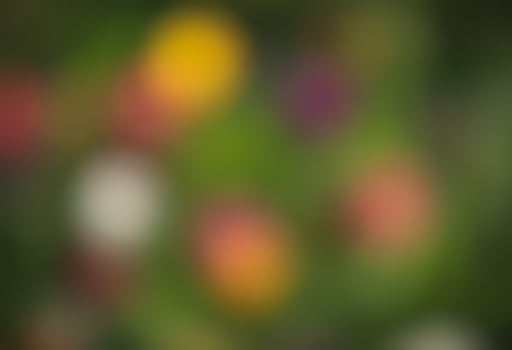 Abstract blurred image of a spring garden photo