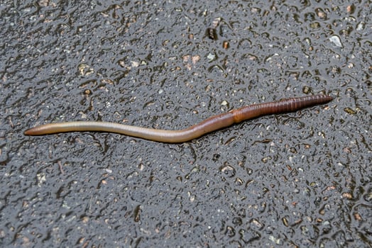 Red earthworm it live bait for fishing isolated on dark background photo