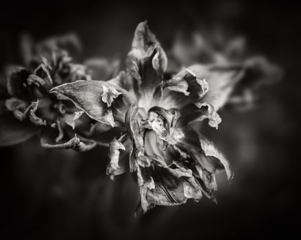 Dry tulips petals photo