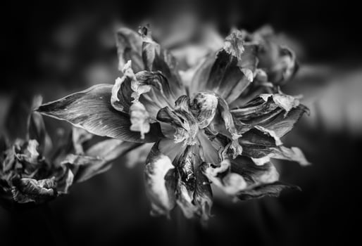 Dry tulips petals photo