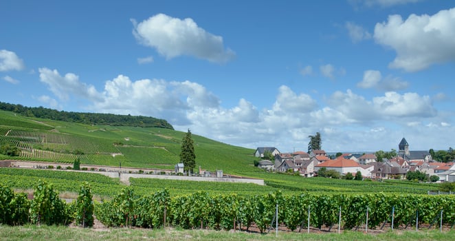 Vineyard Landscape in Oger  close to Epernay in Champagne region, France photo