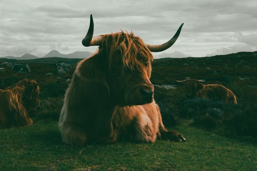 Highland cattle in Scottish Highlands photo