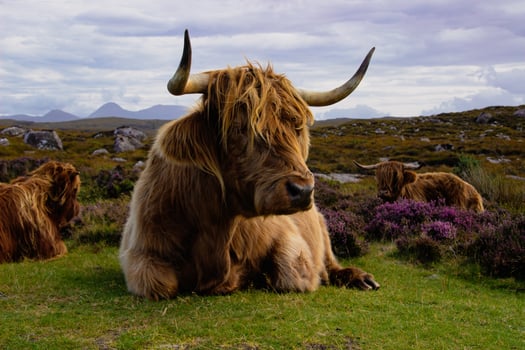 Highland cattle in Scottish Highlands photo