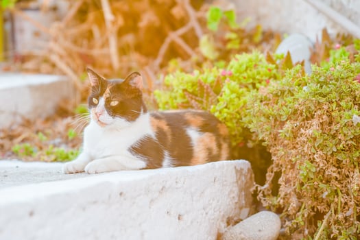 White homeless cat on the road in Greece photo