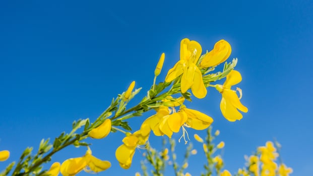 Closeup of shiny yellow colored blossoms in front of deep blue sky in summer photo