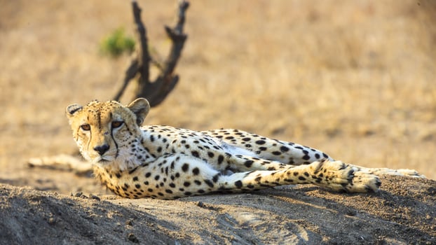 Cheetah in Kruger National Park in South Africa photo