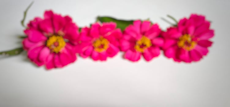 Background blur with the theme of nature, background blur of zinnia elegans flowers isolated on white background photo