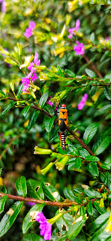 Portrait of taiwan beauty flowers plant photo