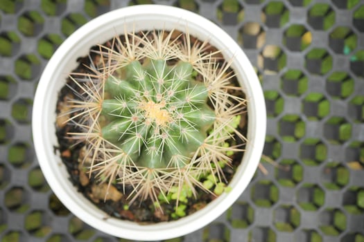 Close-up of colorful many cactus in the pots at the market street from thailand. photo