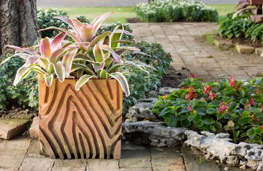 potted bromeliad plant in garden outdoor photo
