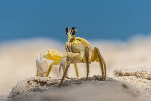 Close up of yellow beach crab in Brazil during the day photo