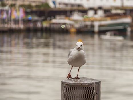 Portrait of a seagull in Sydney Harbour photo