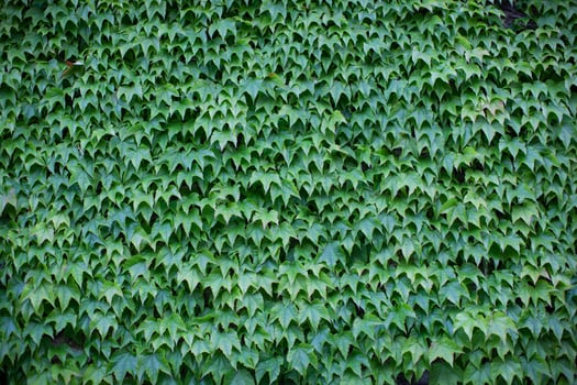 wall covered in green ivy photo