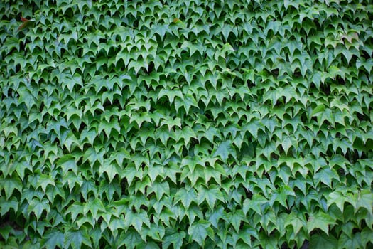 wall covered in green ivy photo