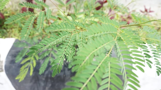 A plant with green leaves in a pot photo