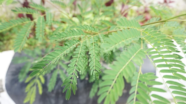 A plant with green leaves in a pot photo