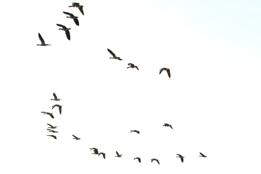flock of wild geese silhouette on a sunset sky photo