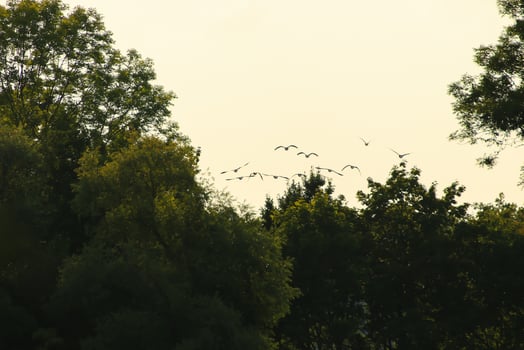 flock of wild geese silhouette on a sunset sky photo