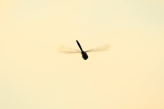 A wandering glider dragonfly in flight near the water photo