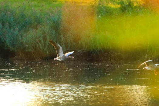 wild goose flaying near the Danube water stream photo
