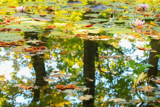 Picturesque leaves of water lilies and colorful maple leaves on water in pond, autumn season, autumn background photo
