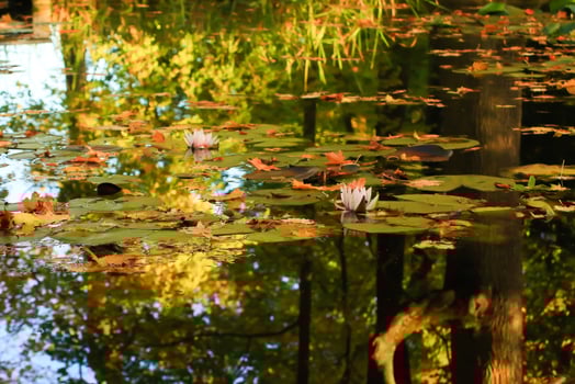 Picturesque leaves of water lilies and colorful maple leaves on water in pond, autumn season, autumn background photo