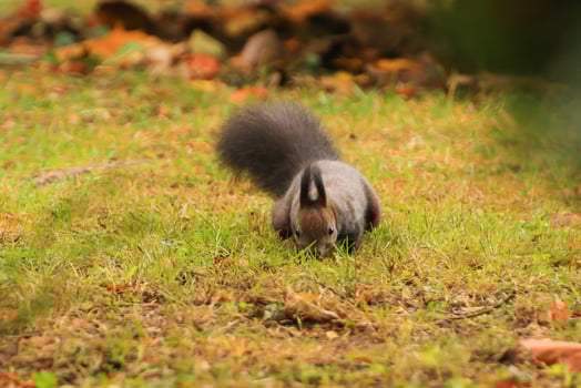 european red squirrel eating nuts in the park photo