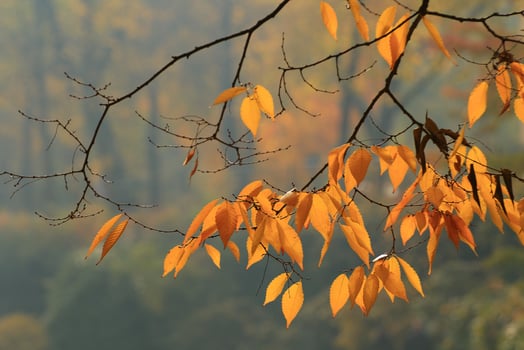 Close-Up Of Maple Leaves During Autumn photo
