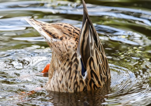 wild ducks on the lake near danube river in Germany photo