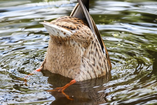 wild ducks on the lake near danube river in Germany photo