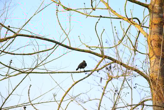 a common blackbird Turdus merula sitting on a tree branch photo