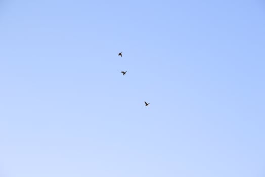group of cormorants flying in formation in the blue sky photo