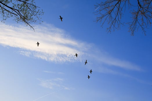 flying ducks against an evening landscape photo