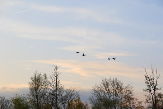 flying ducks against an evening landscape photo